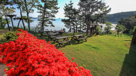 안면도바다처럼