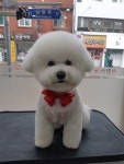 이발하개