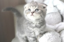 낭만고양이 강서점