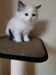 낭만고양이 강서점