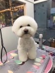 춘자네애견샵
