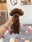 춘자네애견샵
