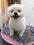 춘자네애견샵