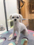 춘자네애견샵