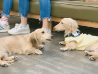 카페멍스