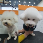 펫플러스라이프 애견미용호텔유치원 24시간돌봄센타