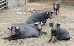 자연목장&팜생츄어리