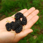 농업회사법인 황가네농장