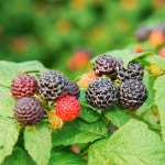 농업회사법인 황가네농장