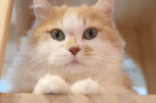 고양이호텔 캣츠아일랜드