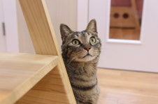 고양이호텔 캣츠아일랜드