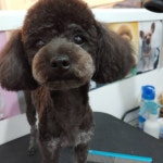 프리티도그