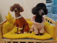 프리티도그