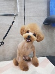 도그살롱