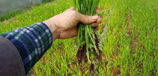 장흥슬로푸드농부네농장