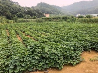 영팜고구마체험농장