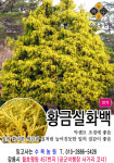 수목농원
