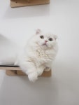 구미고양이분양 제이캣
