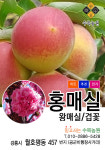 수목농원