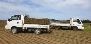 서해꽃조경잔디농장