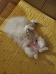 J 엣 야니 스타일