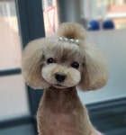 고아똥펫그루밍