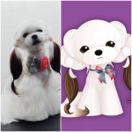 고아똥펫그루밍