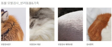 코애니