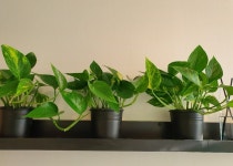 더 백야 24시 독서실