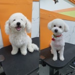 펫플러스라이프 애견미용호텔유치원 24시간돌봄센타