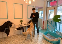 SOON, 순반려견교육기관&애견교육유치원&강아지훈련