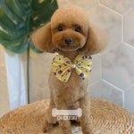 오키독키 애견미용&호텔&놀이터