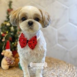 오키독키 애견미용&호텔&놀이터