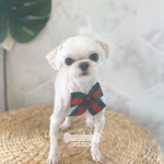 오키독키 애견미용&호텔&놀이터