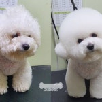 오키독키 애견미용&호텔&놀이터