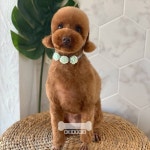 오키독키 애견미용&호텔&놀이터