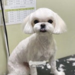 오키독키 애견미용&호텔&놀이터