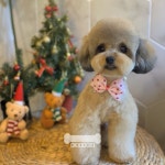 오키독키 애견미용&호텔&놀이터