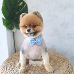 오키독키 애견미용&호텔&놀이터