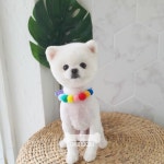 오키독키 애견미용&호텔&놀이터