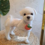 오키독키 애견미용&호텔&놀이터