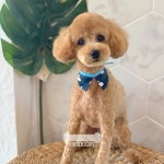 오키독키 애견미용&호텔&놀이터