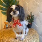 오키독키 애견미용&호텔&놀이터