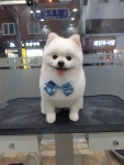 이발하개