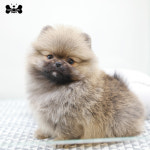 도그라이프 대구강아지분양