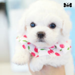 도그라이프 대구강아지분양