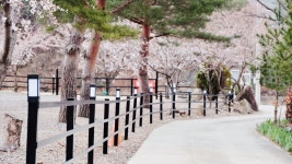 삼척엘림캠핑장