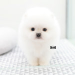 도그라이프 대구강아지분양