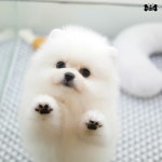 도그라이프 대구강아지분양