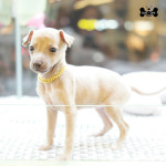 도그라이프 대구강아지분양